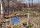 In memory of U.S. Ambassador Henry Morgenthau. Planted by �Henry Morgenthau III and sons.