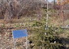 Planted by the�President of Hellenic Republic,  Mr.�Constantinos�Stephanopolos, to commemorate the victims of the Genocide.